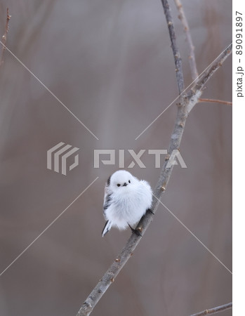 枯れ木に止まるシマエナガ 枯れ木に止まるシマエナガ 89091897