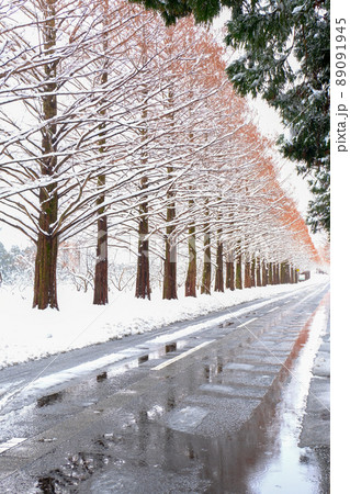 冬の並木みち 89091945