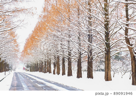 冬の並木みち 89091946