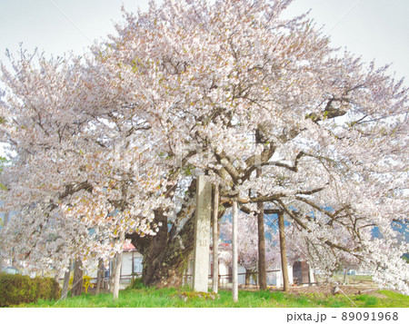 山形県　置賜のさくら回廊 89091968