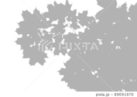 Summer background shadows from the foliage of a tree maple on a white wall. White and black background for overlay on mockup 89091970