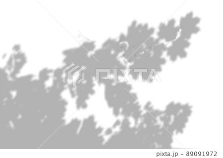 Summer background shadows from the foliage of a tree maple on a white wall. White and black background for overlay on mockup 89091972