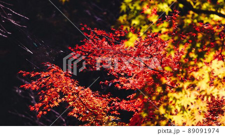 鮮やかに染まる紅葉 鮮やかに染まる紅葉 89091974