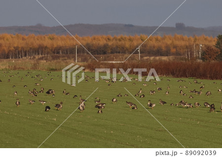 草原に群れるオオヒシクイ 89092039
