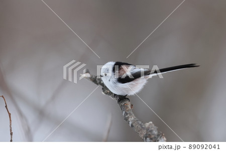 枯れ木に止まるシマエナガ 枯れ木に止まるシマエナガ 89092041