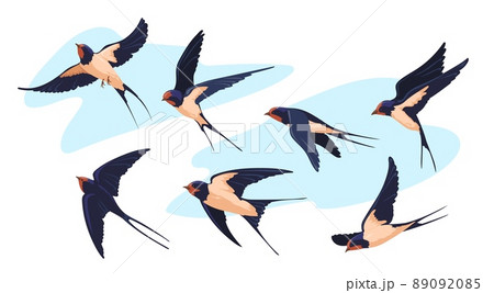 Wildlife swallow. Isolated flying swallows bird swallowing vole, birding swift air flight songbird plumage wings flock birds above sky tattoo design Wildlife swallow. Isolated flying swallows bird swallowing vole, birding swift air flight songbird plumage wings flock birds above sky tattoo design 89092085
