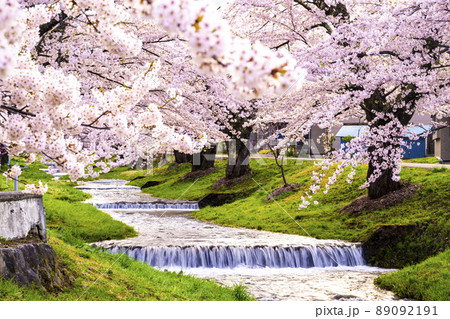 福島県　観音寺川の桜並木 89092191