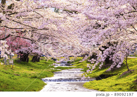 福島県　観音寺川の桜並木 89092197