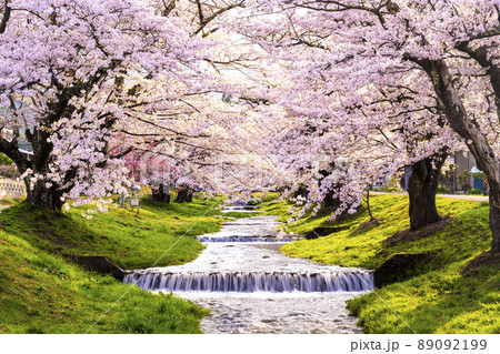 福島県　観音寺川の桜並木 89092199