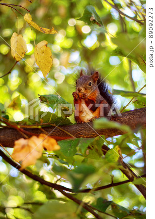 red-brown squirrel sitting on a tree branch and eating an acorn, red-brown squirrel sitting on a tree branch and eating an acorn, 89092273