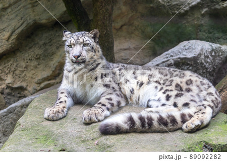Snow leopard, Irbis lying on a rock 89092282