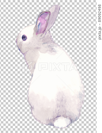 兔子水彩插圖 89092498