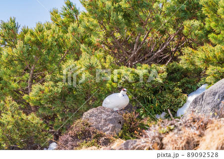 (富山県)立山・室堂平 ハイマツの際で餌を探す雷鳥(雄) (富山県)立山・室堂平 ハイマツの際で餌を探す雷鳥(雄) 89092528