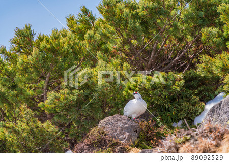 （富山県）立山・室堂平　ハイマツの際で餌を探す雷鳥（雄） 89092529