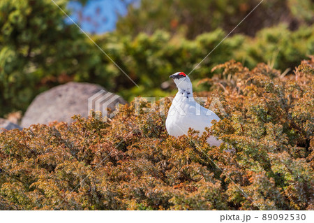 （富山県）立山・室堂平　ハイマツの際で餌を探す雷鳥（雄） 89092530