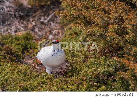 （富山県）立山・室堂平　ハイマツの際で餌を探す雷鳥（雄） 89092531