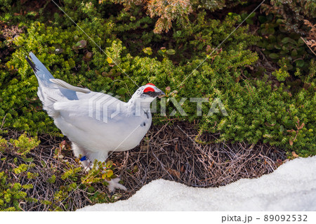 (富山県)立山・室堂平 ハイマツの際で餌を探す雷鳥(雄) (富山県)立山・室堂平 ハイマツの際で餌を探す雷鳥(雄) 89092532
