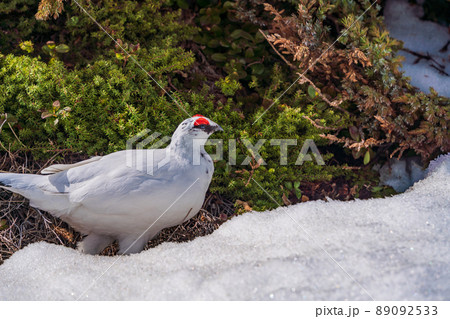 (富山県)立山・室堂平 ハイマツの際で餌を探す雷鳥(雄) (富山県)立山・室堂平 ハイマツの際で餌を探す雷鳥(雄) 89092533