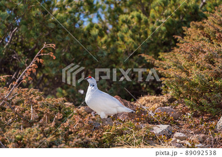 (富山県)立山・室堂平 ハイマツの際で餌を探す雷鳥(雄) (富山県)立山・室堂平 ハイマツの際で餌を探す雷鳥(雄) 89092538
