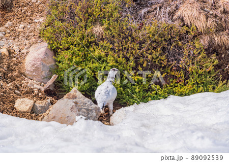 (富山県)立山・室堂平 ハイマツの際で餌を探す雷鳥(雄) (富山県)立山・室堂平 ハイマツの際で餌を探す雷鳥(雄) 89092539