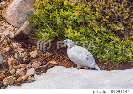 （富山県）立山・室堂平　ハイマツの際で餌を探す雷鳥（雄） 89092544