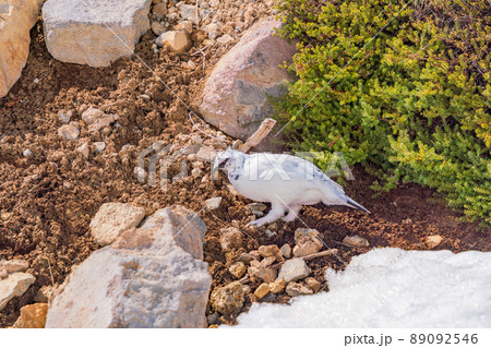 （富山県）立山・室堂平　ハイマツの際で餌を探す雷鳥（雄） 89092546