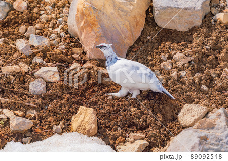 （富山県）立山・室堂平　ハイマツの際で餌を探す雷鳥（雄） 89092548