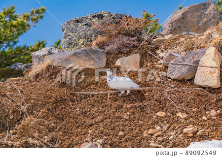 (富山県)立山・室堂平 ハイマツの際で餌を探す雷鳥(雄) (富山県)立山・室堂平 ハイマツの際で餌を探す雷鳥(雄) 89092549