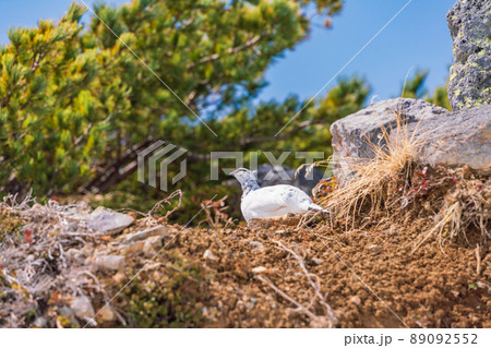 (富山県)立山・室堂平 ハイマツの際で餌を探す雷鳥(雄) (富山県)立山・室堂平 ハイマツの際で餌を探す雷鳥(雄) 89092552