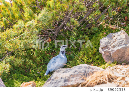 (富山県)立山・室堂平 ハイマツの際で餌を探す雷鳥(雄) (富山県)立山・室堂平 ハイマツの際で餌を探す雷鳥(雄) 89092553