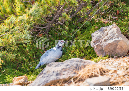(富山県)立山・室堂平 ハイマツの際で餌を探す雷鳥(雄) (富山県)立山・室堂平 ハイマツの際で餌を探す雷鳥(雄) 89092554