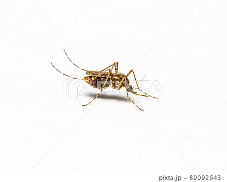 Zica virus aedes aegypti mosquito isolated on white walls. 89092643