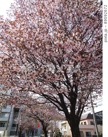 満開の桜　円山地区の住宅街 89092672