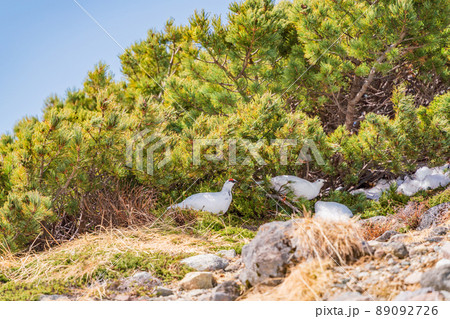 （富山県）立山・室堂平　ハイマツの際に現れた、つがいの雷鳥 89092726