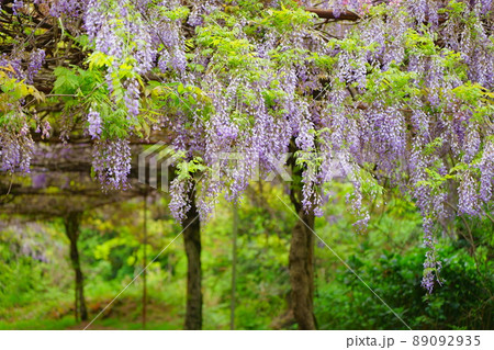日高川町、美山の里の「藤棚ロード」の藤の花の写真素材 [89092935
