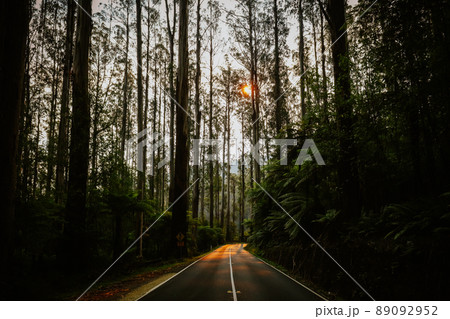The Black Spur near Narbethong in Australia 89092952