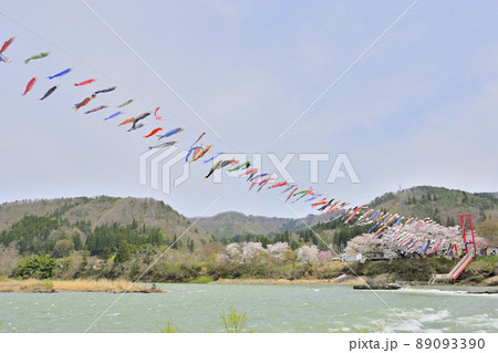 青空と桜と鯉のぼり　山形県白鷹町　 89093390