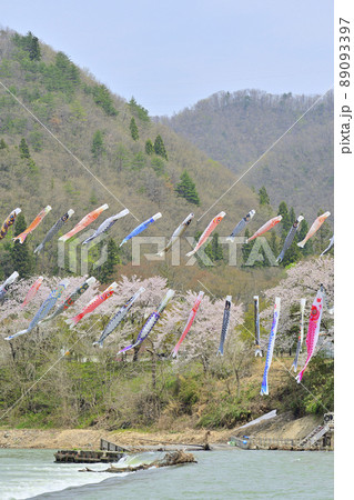 青空と桜と鯉のぼり　山形県白鷹町　 89093397