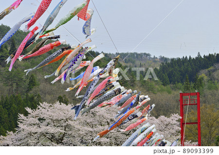 青空と桜と鯉のぼり 山形県白鷹町 青空と桜と鯉のぼり 山形県白鷹町 89093399
