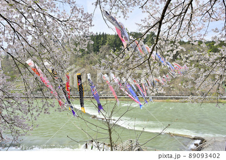 青空と桜と鯉のぼり 山形県白鷹町 青空と桜と鯉のぼり 山形県白鷹町 89093402