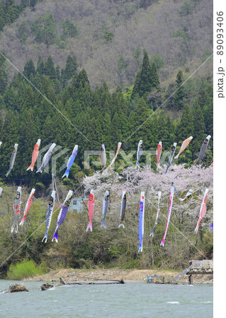 青空と桜と鯉のぼり 山形県白鷹町 青空と桜と鯉のぼり 山形県白鷹町 89093406