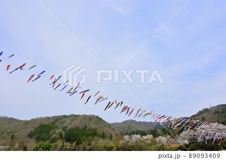 青空と桜と鯉のぼり 山形県白鷹町 青空と桜と鯉のぼり 山形県白鷹町 89093409