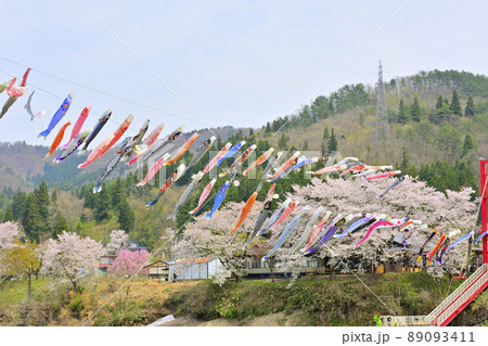 青空と桜と鯉のぼり　山形県白鷹町　 89093411