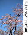 桜と月 89093420