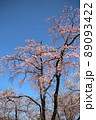 桜と月 89093422