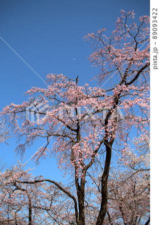桜と月 89093422