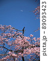 桜と月 89093423