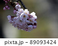 桜 89093424