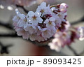 桜 89093425