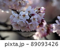 桜 89093426